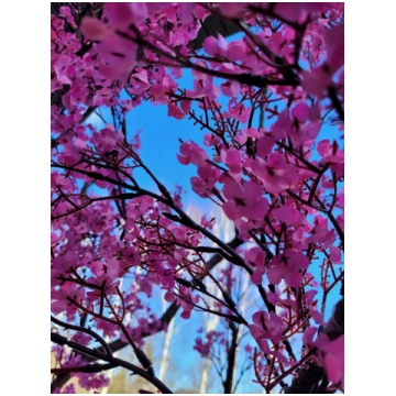 Lietots - Rozā sakuras koki