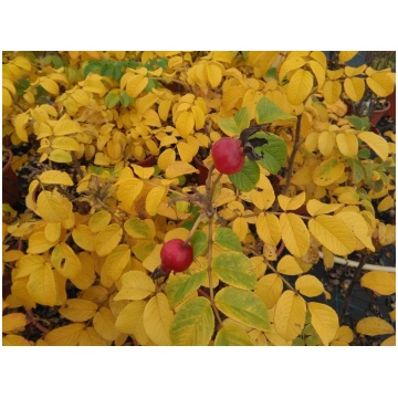 Rosa rugosa Alba Donnadipiante - Vendita piante