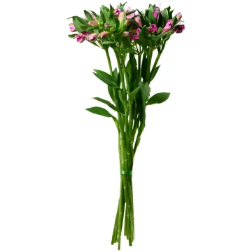 Violeta alstromerijas - 9