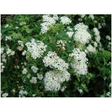 Baltā spireja "PYGMAEA ALBA"