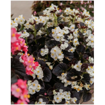 Begonia hybrida Big White Bronze Leaf | A.M. ozoli