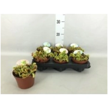 Telpaugi Dionaea muscipula(Mušķērāji)