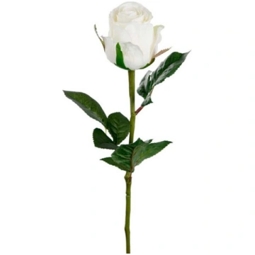 Roze 50cm balta