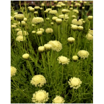 Santolina rosmarinifolia Lemon Fizz | A.M. ozoli