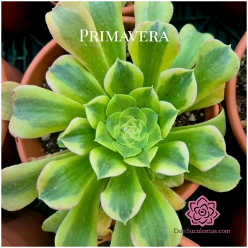 Aeonium "Maybach" variegated Donsuculentas