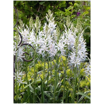 Camassia leichtlinii 'Alba', P11 Kamasij