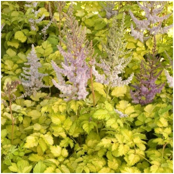 Astilbe 'Color Flash Lime'