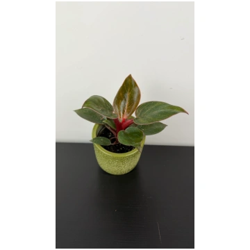 Philodendron Birkin Pink Augi-Plants
