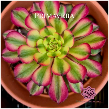 Aeonium "Meiya" variegated Donsuculentas