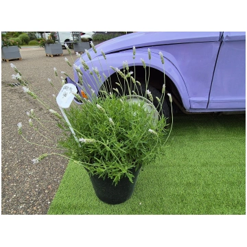 Lavandula dentata You're My Light | A.M. ozol