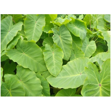 Colocasia esculenta Royal Hawaiian® Maui Gold Donn