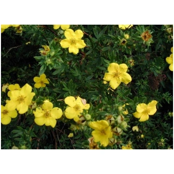 Potentilla fruticosa 'Jolina' Parastā kl