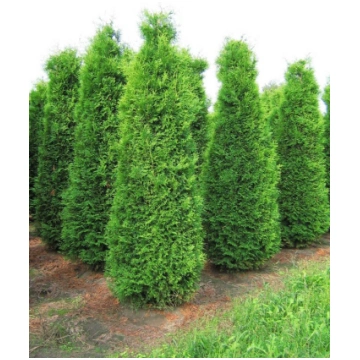 Thuja occidentalis 'Brabant' Rietumu tūj