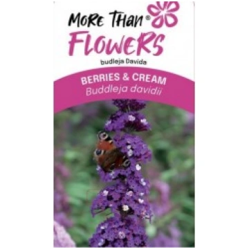 BUDLEJA DĀVIDA BERRIES & CREAM PMOORE14 KITI UŽSIE