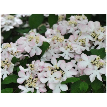 Viburnum plicatum Pink Beauty Donnadipiante - Vend