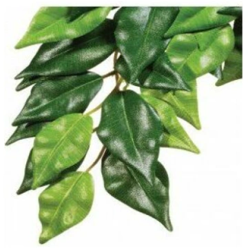 Hagen EXOTERRA ROŚLINA FICUS S | 009965 | 01556123