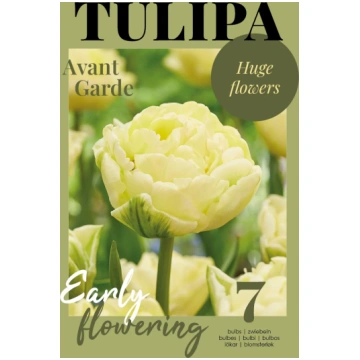 Tulpe Avant Garde 7 gab. - Lauku Bodite