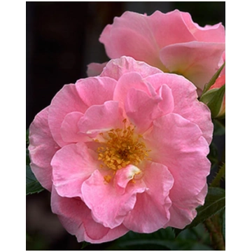 Rosa Pink Robusta KORpinrob | A.M. ozoli