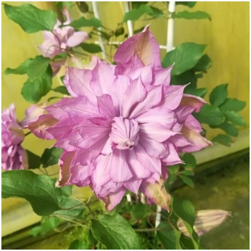 Klematis Proteus (lielziedu) PILNS, 4 l
