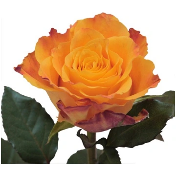 Rozes 50 cm oranžas
