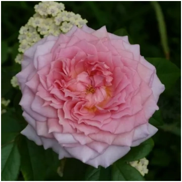 Rozā - nostalģiskā roze - maigi smaržīga roze - av