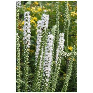 Liatris spicata ‘Alba'