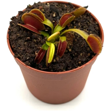 Dionaea Muscipula "Microdent" Caput Mundi Labs