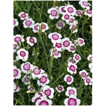 Dianthus deltoides 'Arctic Fire', P11 Dz