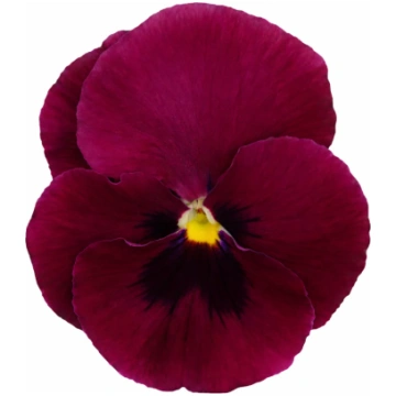 Viola x wittrockiana Inspire® DeluXXe Deep Rose Bl