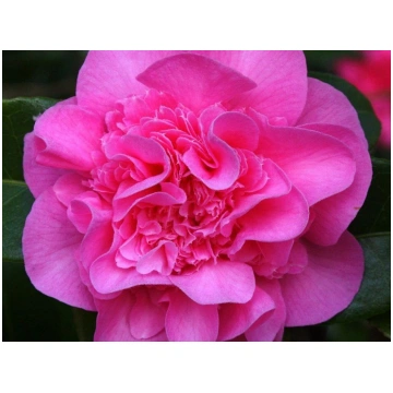 Camellia x williamsii Debbie-Camellia primaverile 