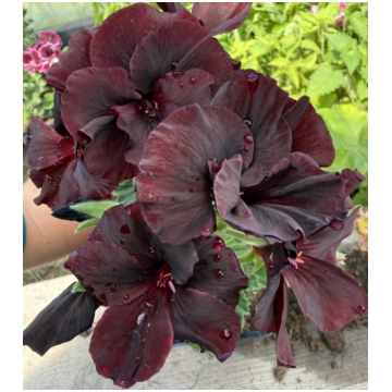 Karaliskā pelargonija “Aristo Black Velvet”