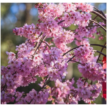 Nokarenā sakura Prunus Pink Cascade