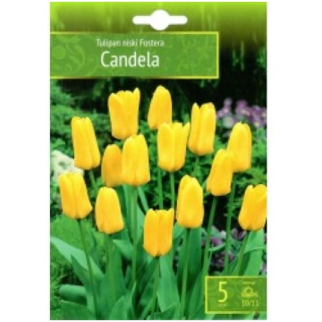 TULPES CANDELA ST-STOTELIŲ LINIJA-RUDUO