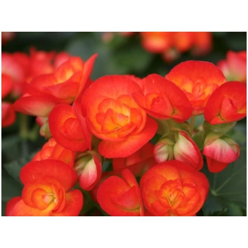 Begonia elatior hybrida - Solēnija iekaramajā podā
