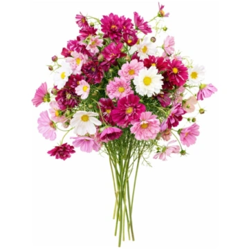 Cosmos bipinnatus Double Click Mix