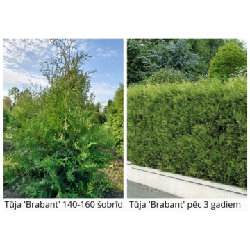Tūja 'Brabant' 140-160 cm