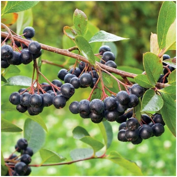 Aronia melanocarpa 'Amit' Melnaugļu aron