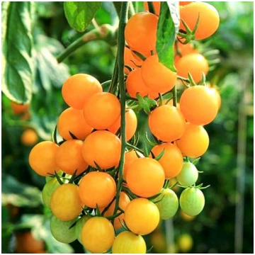 Tomāti oranžie FIGIEL. Tomātu sēklas 0.2g (Solanum