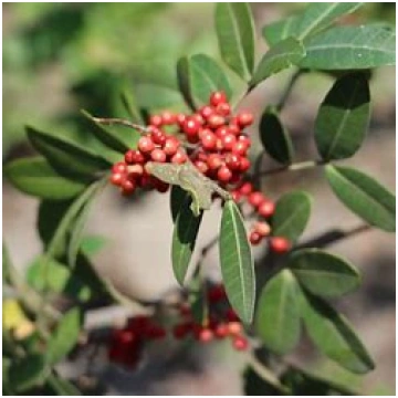 Rozā pipari- Pink pepper, Schinus Molle | Larēna