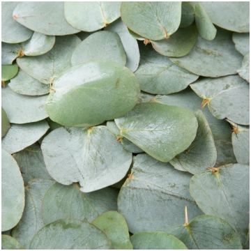 Eikalipts, aromātiskā eļļa - 10 ml Sakurti