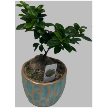 Ficus žeņšeņa bonsai dekoratīvā podiņā My Store