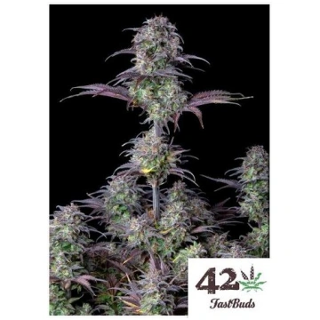Fast Buds - Blueberry Auto - 3 Semi
