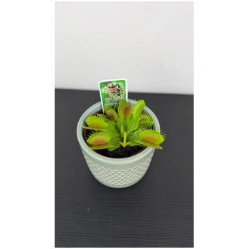 Dionaea Muscipula augi-plants