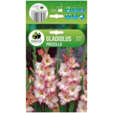 GLADIOLAS PRISCILLA R-RINKINIAI-PAVASARIS