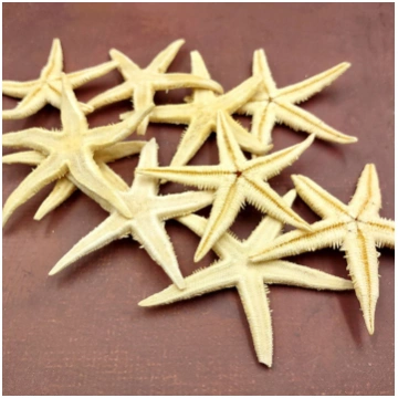 Philippine Spiny Starfish Marthasterias Glacialis