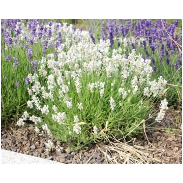 Lavandula angustifolia White Summer | A.M. ozoli