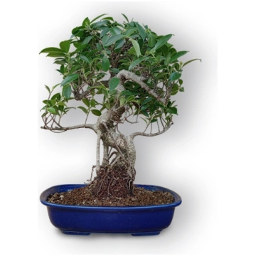 Ficus retusa bonsai, Ref. 8121