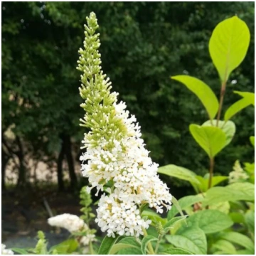Dāvida budleja (Buddleja davidii) 'White Bouq