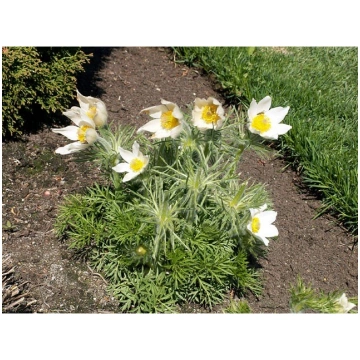 Pulsatilla vulgaris 'Alba', P11 Parastā 