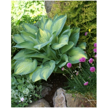 Hosta fortunei Paul's Glory I | A.M. ozoli